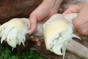 «Щупальца» на копытах жеребят