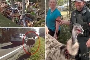 На сбежавшего эму надели наручники