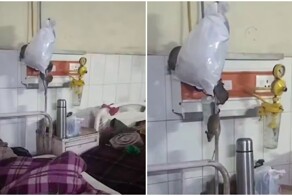 Крысы в больничной палате в Индии