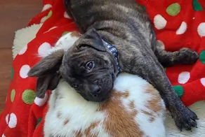 17 иллюзий в кадре, которые заставят усомниться в существующей реальности