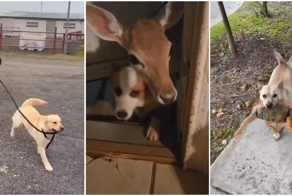 Собаки и их новые друзья