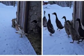 Погуляли и хватит