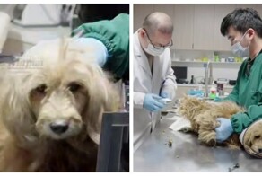 Китайский Хатико