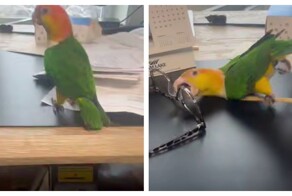 Гиперактивный попугай