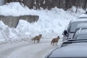 Двух лис заметили в одном из районов Москвы