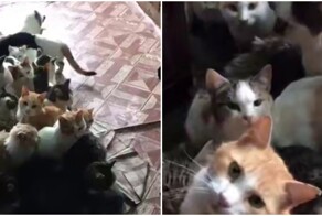 Мужчина пожалел уличных кошек,  страдающих от холода