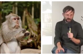 Не кормите диких обезьян