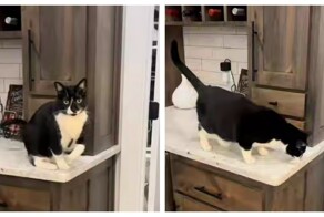 Пушистый симулянт