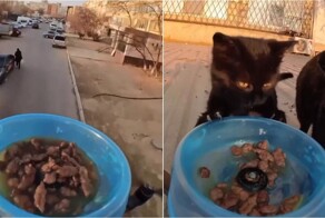 Самое доброе применение дронов: корм для бездомных кошек