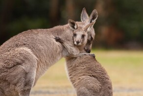Самка кенгуру воссоединилась с детёнышем