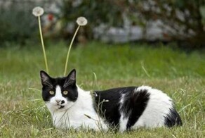 Намешалось