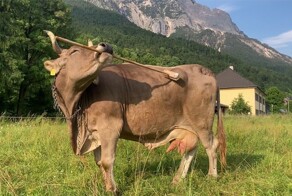 Корова сама чешет себя щеткой