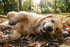 Из жизни золотистых ретриверов