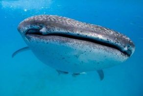 Китовые акулы у острова Себу (16 фото)