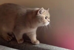 Реакция кота на сородича в парике