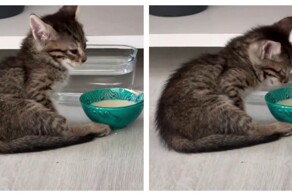 Тяжелое утро: котёнок, который проснулся уставшим