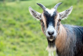 В Большом Буялыке волонтёр подралась с полицией за козу