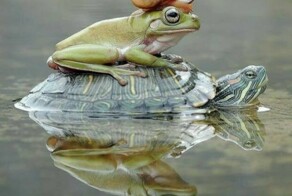 Намешалось