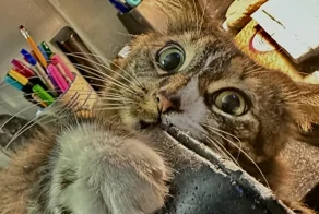 25 котиков, которые следят за дедлайнами и настроением