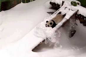 Панда Катюша из Московского зоопарка радуется снегу