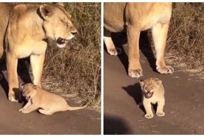 Львенок учится рычать