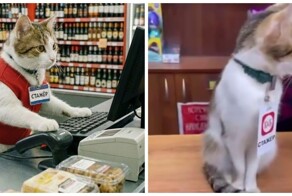 Стеснительный стажер