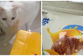 В Китае продают "круассаны" для котов