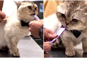 Против кота использовали его главную слабость