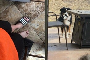 18 животных, которые перешли все границы дозволенного