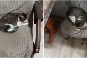 Кот Васёк хорошо устроился