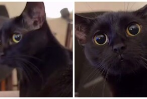 Владелец кошки включил питомцу египетскую музыку