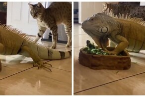 Реакция кошек на игуану