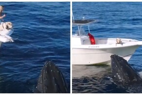 Встреча пса с китами