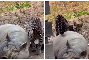 Свинья оказалась не по зубам оцелоту