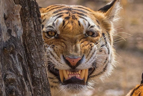 Секретное оружие тигра: его рык может парализовать животное или человека