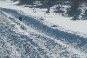 Заяц нашёл неожиданный способ спастись от соболя