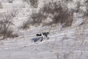 Китайцы протестировали робособаку в экстремальных условиях