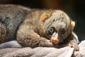 В Московском зоопарке родился краснокнижный примат потто⁠