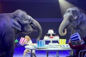 Лысый мамонт на минималках: самарский слон решился на побег в -21°C