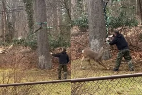 Олень застрял в чужом саду: удивительная спасательная операция