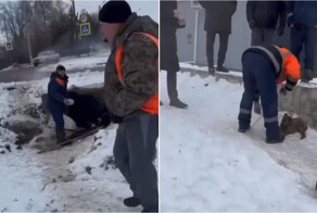 Работники службы отлова убили дворовую собаку и её щенков, пытаясь "выкурить" животных из трубы