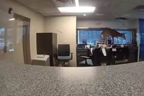 Олень устроил хаос в американском банке