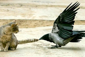 Никогда не переходи дорогу вороне. Она будет мстить всю жизнь!