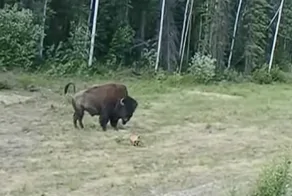 "Хорошая попытка": питбуль переоценил свои силы, когда решил "напасть" на бизона