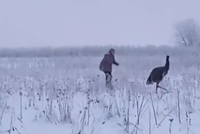 Страуса, сбежавшего в&nbsp;заснеженные поля Ленобласти, ловили 7&nbsp;часов