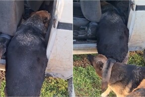 Николаевич, поднажми: как пёс пытался залезть в машину