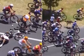 Велогонщик победил в заезде, врезавшись перед этим в кенгуру