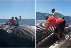 Рыбаки забрались на тушу кита