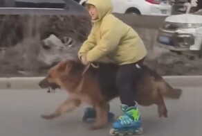 Мальчик сочетает прогулку с собакой с катанием на роликах