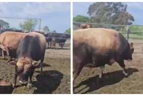 Как отогнать от себя быка